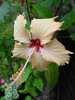 Hibiscus Sri Lanka